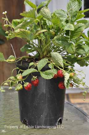 Strawberry Red Wonder in Pot